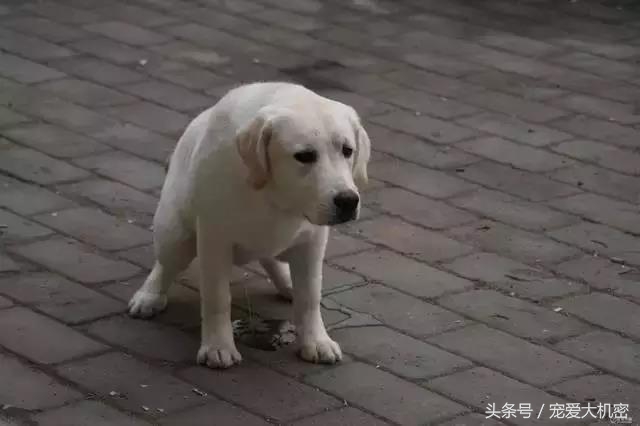 狗狗到处拉尿土方法怎么治,狗狗定点上厕所便便怎么处理