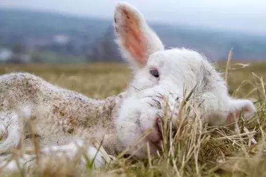 羊肠毒血症治疗偏方,羊肠毒血症的主要症状有哪些