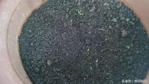 铁树的根全部烂了还能救活吗,发财树根烂了怎么救活有效