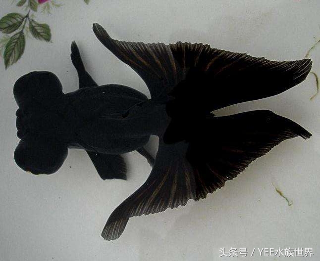 金鱼水质要求有哪些,金鱼对水质要求