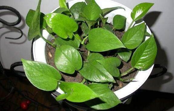 春天绿萝浇点“开荤剂”0.1米狂窜到100米，就像吃了兴奋剂很生猛