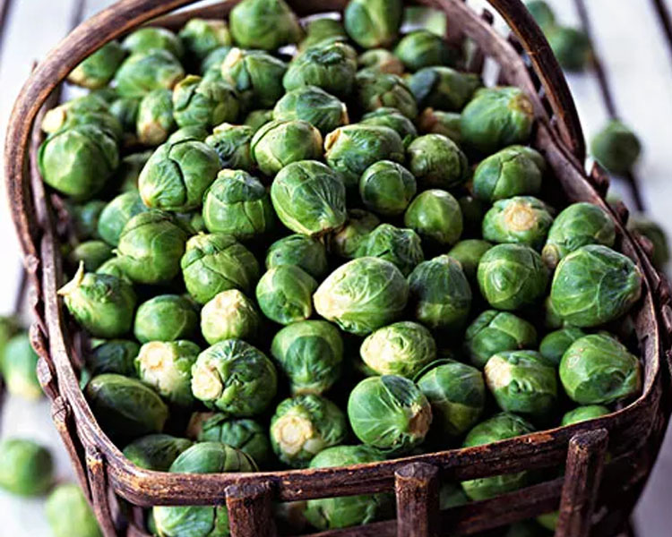 卷心菜队伍里的当红炸子鸡——孢子甘蓝