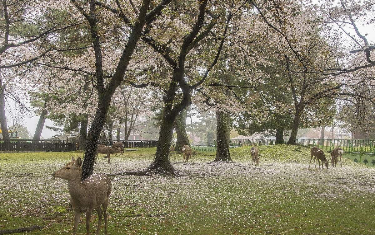 中国游客全球第一：美国游客消费额仅中国一半，这个国家最受欢迎