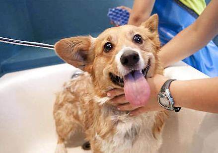 自己给狗狗洗澡还是上宠物店洗,宠物店给大型狗狗洗澡全过程