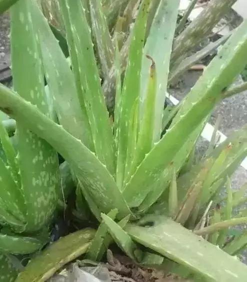 家养绿植花卉施什么肥,花卉绿植养殖方法测评