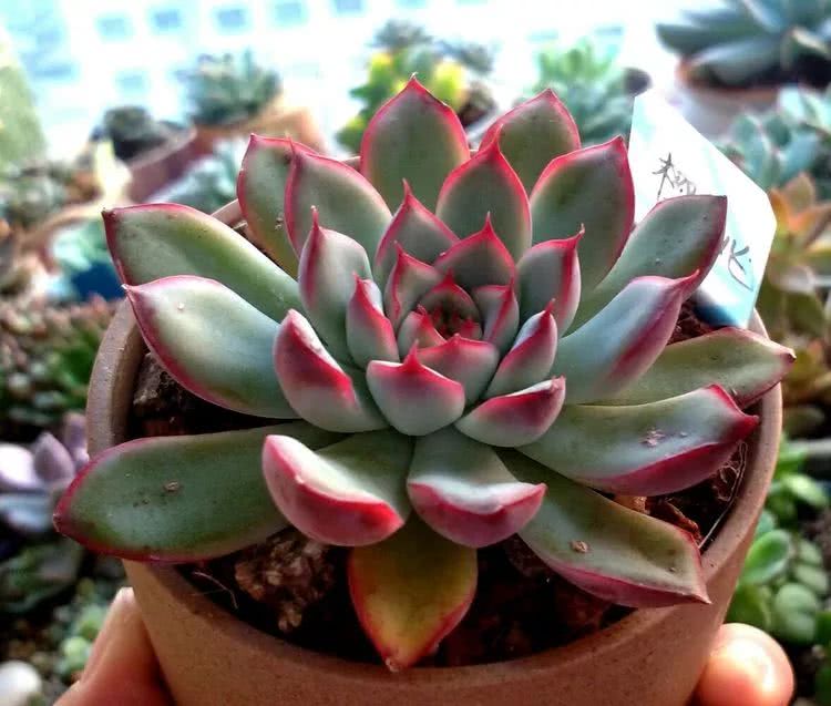 做足了功课养多肉,不用操心就能养好的多肉