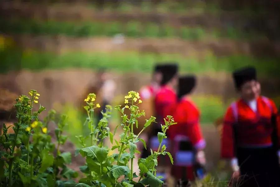 龙脊红瑶寨门票,桂林龙脊梯田门票优惠政策最新