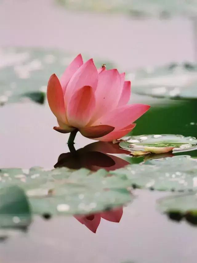 100种常年开花的植物,适合在家一年四季开花的植物