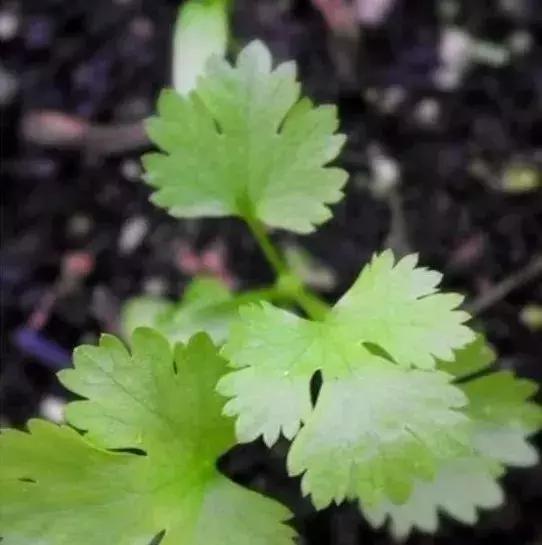 谁还买菜啊,空油桶剪两刀,蔬菜多到吃不完!