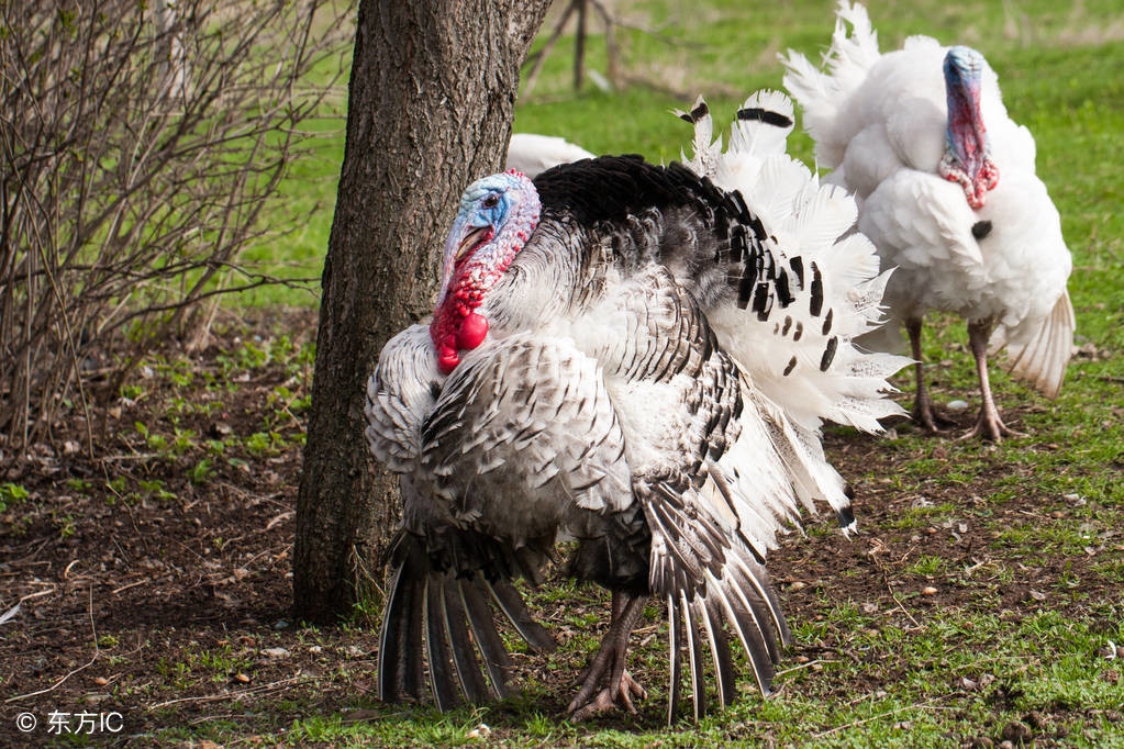 养殖火鸡的前景怎样呢,火鸡养殖前景如何