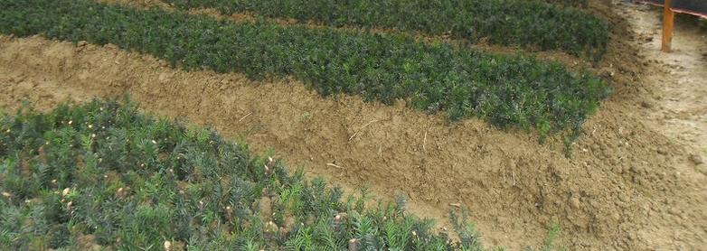 曼地亚红豆杉栽种注意事项和方法,曼地亚红豆杉怎么种植成活率最高