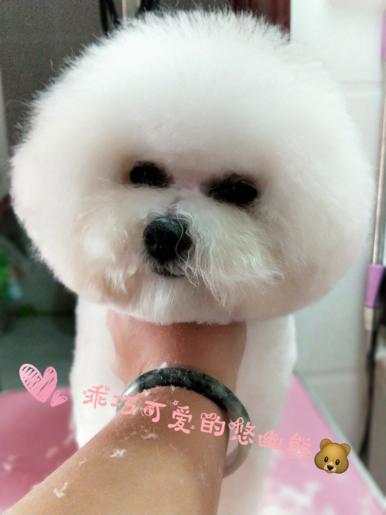 网上买狗注意哪些人是骗子,网上买狗靠不靠得住