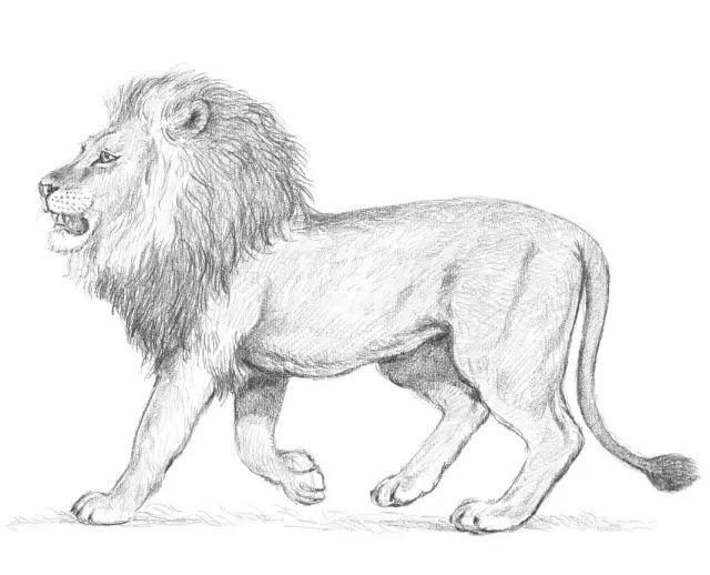 国画素描教程零基础入门,零基础学素描初学者入门教学