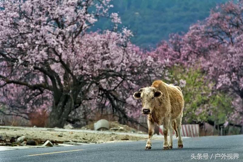 中国3月适合自驾的地方,自驾藏南旅游攻略
