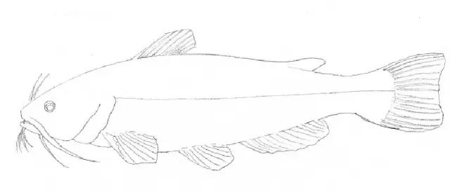 国画素描教程零基础入门,零基础学素描初学者入门教学