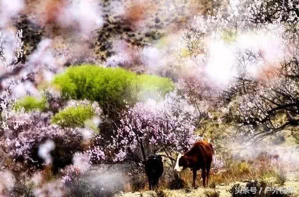 中国3月适合自驾的地方,自驾藏南旅游攻略