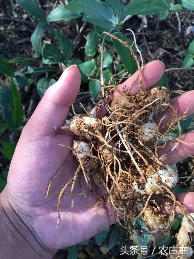 2018药材走势,2017年医药股走势