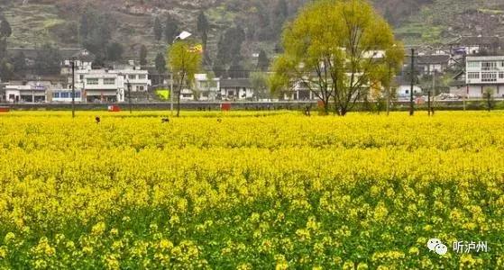 泸州春日赏花好去处,花开似海请收好泸州这份赏花秘籍