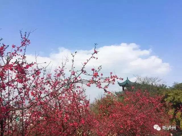 泸州春日赏花好去处,花开似海请收好泸州这份赏花秘籍
