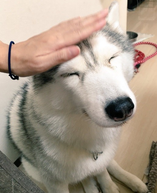 二哈把猫咪按在枕头底下,猫咪的窝被两只狗狗霸占