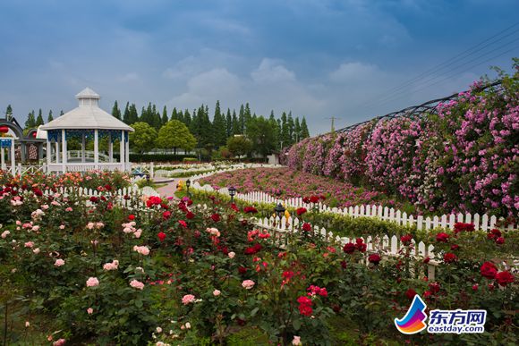 上海崇明岛薰衣草几月开,崇明薰衣草节旅游攻略