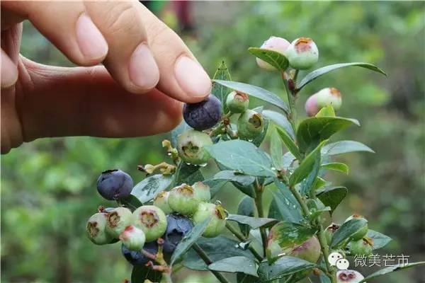 来芒市撒野‖咂蓝莓啖杨梅“二Mei”齐登场