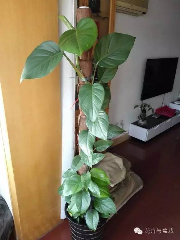 绿萝为什么不扎根绿萝柱,绿萝柱的绿萝是一般品种吗