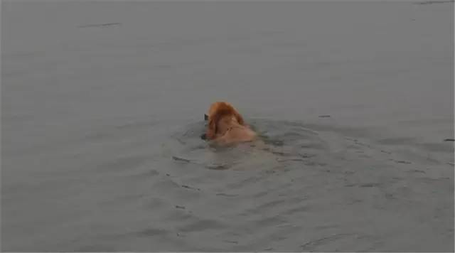 懂微积分的狗,狗也懂微积分