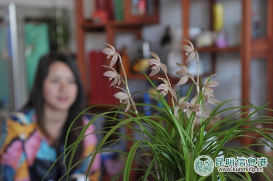 2019昆明兰花展的时间,云南省第十九届国际兰花博览会