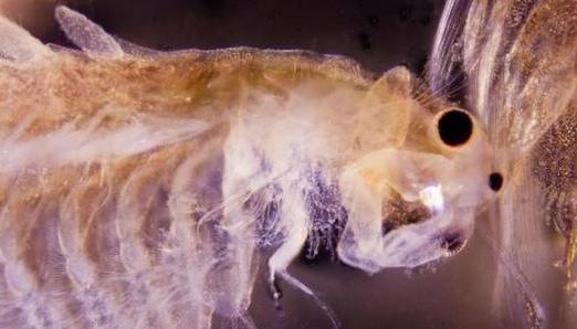 万年卤虫休眠可存万年暴晒火烤、存放外太空也能愉快地玩耍