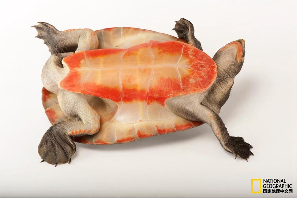 小乌龟生日礼物,小乌龟特别的生日礼物