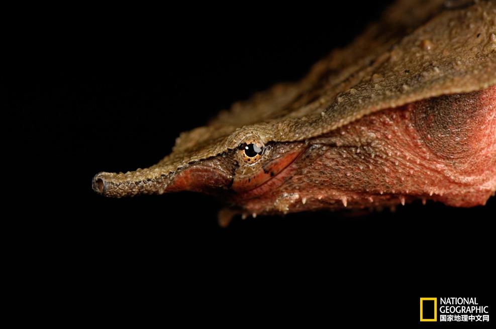 小乌龟生日礼物,小乌龟特别的生日礼物