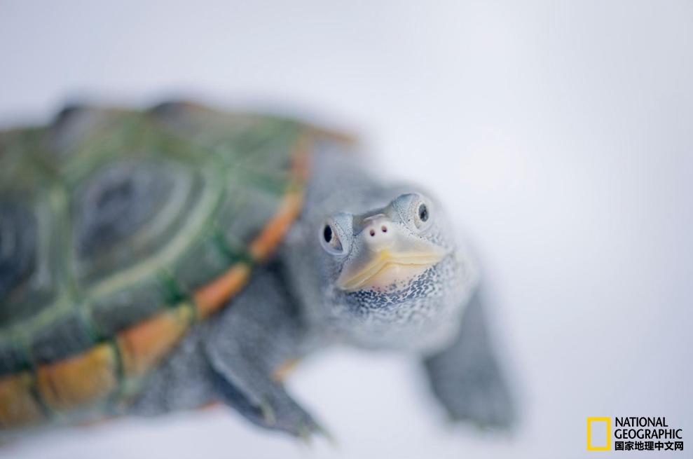 小乌龟生日礼物,小乌龟特别的生日礼物