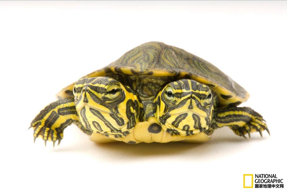 小乌龟生日礼物,小乌龟特别的生日礼物