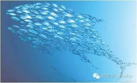 鱼油真能降血糖血脂,真正的鱼油有什么用