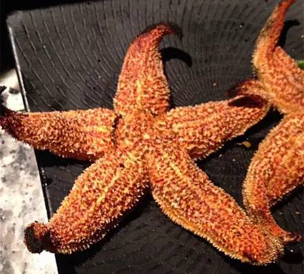 东莞欧冠决赛看球,欧冠决赛看台举杯