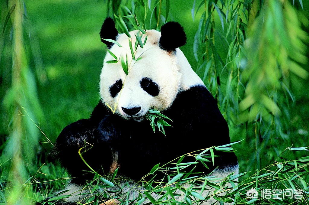 大熊猫吃羊怎么处理,野生大熊猫被什么动物吃了