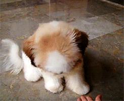 閫佺嫍鐙楀涓ソ浜哄骞夸笢,鏇跨嫍鐙楁壘鍒板ソ浜哄