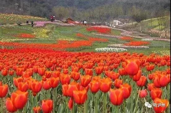 泸州春日赏花好去处,花开似海请收好泸州这份赏花秘籍
