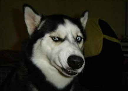 宠物狗拆家小能手是什么狗,盘点狗拆家能手