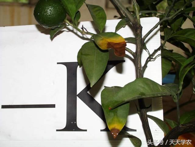 柑橘黄化不一定是缺素,引起柑橘黄化的原因有哪些