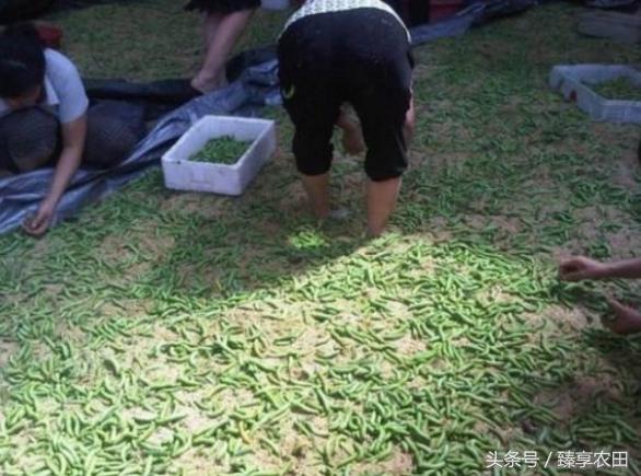 农村田里的吸血害虫,农村常见害虫200元一斤