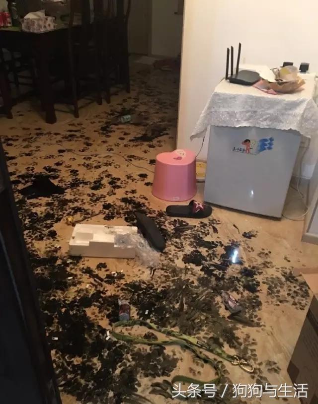 哈士奇西伯利亚俄罗斯,哈士奇西伯利亚雪橇犬