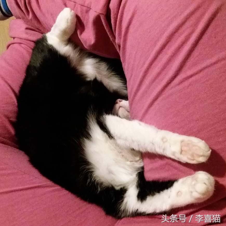 喵星人可是一个很神奇的物种,喵星人真的是一种神奇的物种