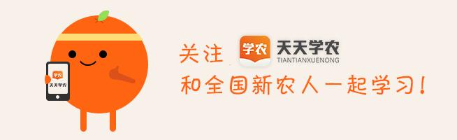 柑橘春季防治红蜘蛛的最佳时间,柑橘清园红蜘蛛如何消灭