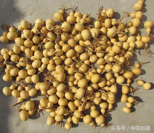 小葫芦的种植方法和时间视频,小葫芦怎么种植才易成活结果又多