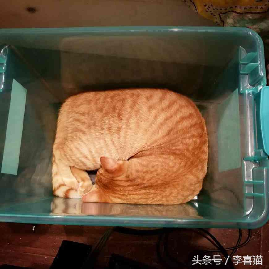 喵星人可是一个很神奇的物种,喵星人真的是一种神奇的物种