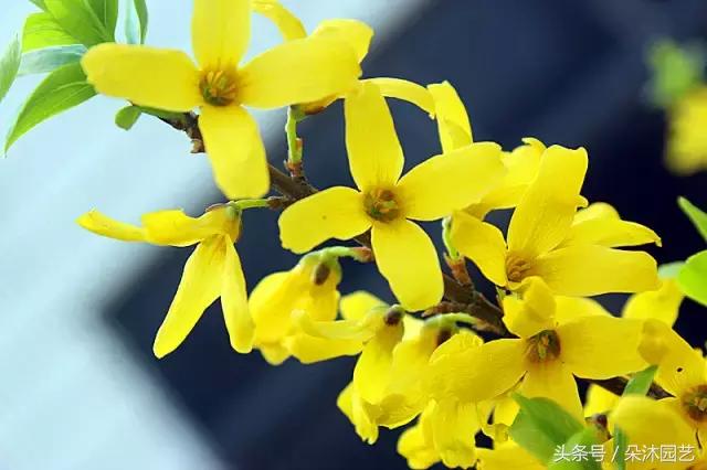 院子里的树有风水么,院子里长哪些树风水好一点