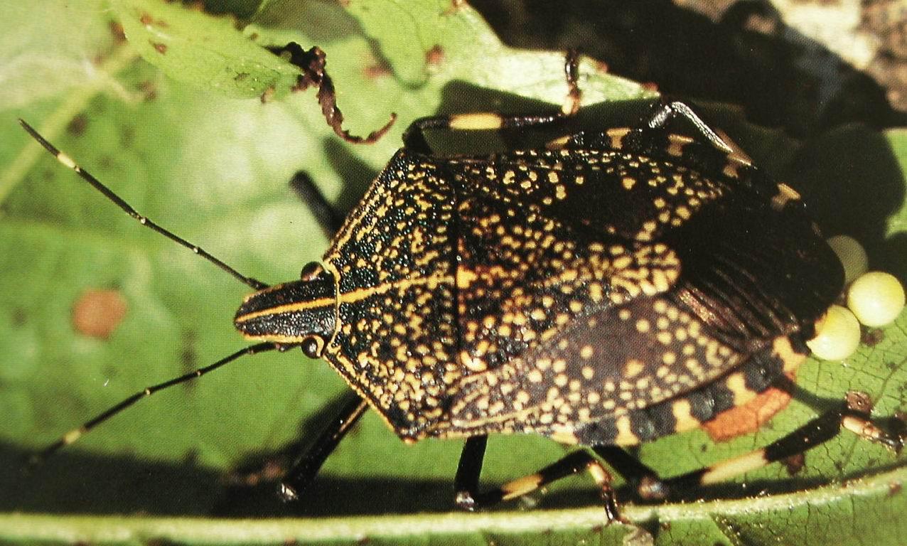 “捣乱”的放屁虫（石磊文）