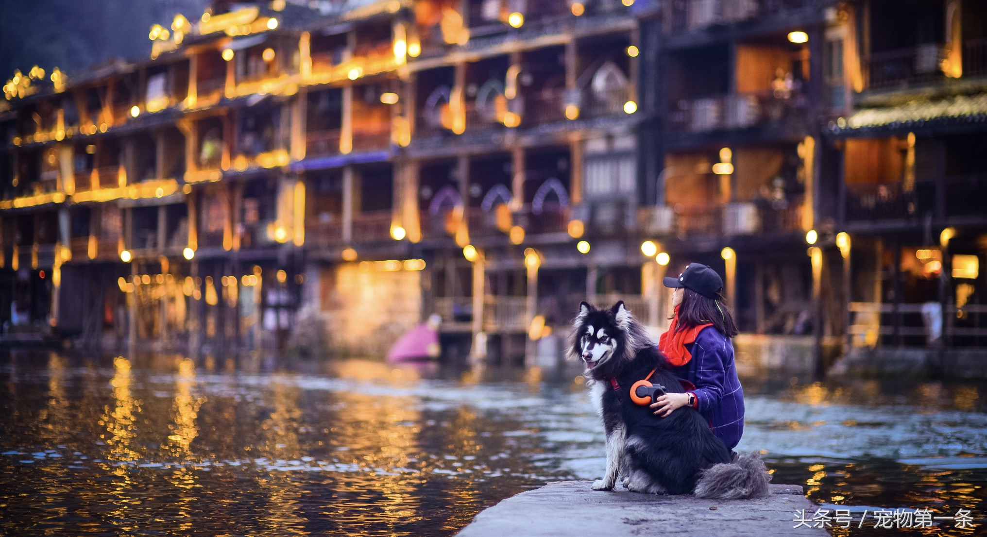 柴犬夏天掉毛严重正常吗,布偶猫夏天掉毛严重怎么办